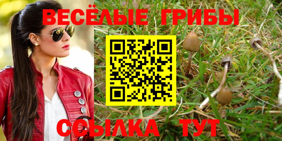 Кудымкар  цена   Вход с VPN  Галлюциногенные грибы мицелий 